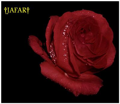 JAFAR THE ROSE 
